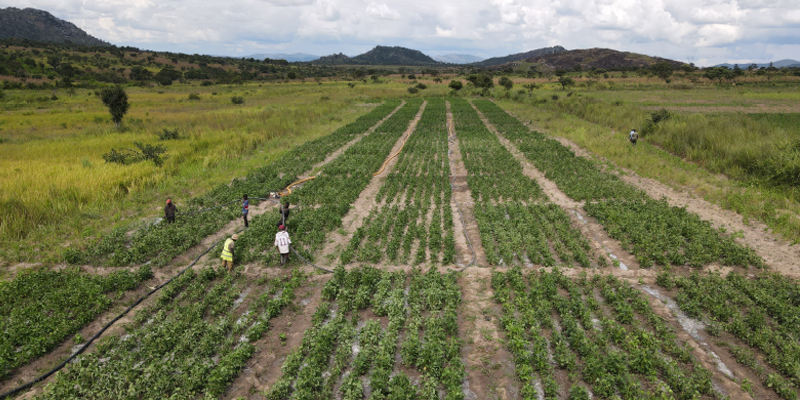agri-angola